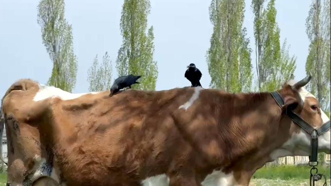 Cüce kargalar inekten kopardıkları tüyle bacaya yuva yaptı